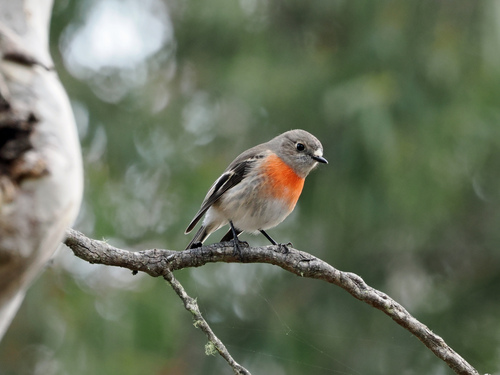 Scarlet Robin