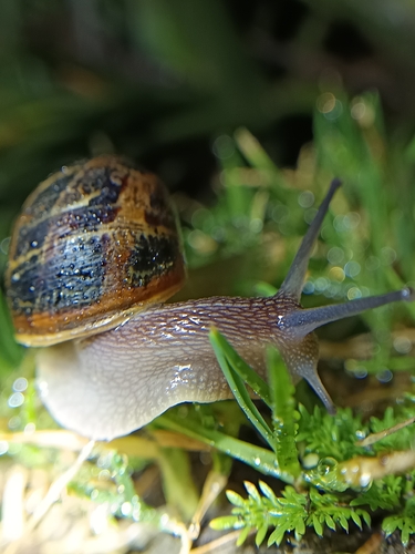 Garden Snail