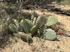 Opuntia basilaris brachyclada