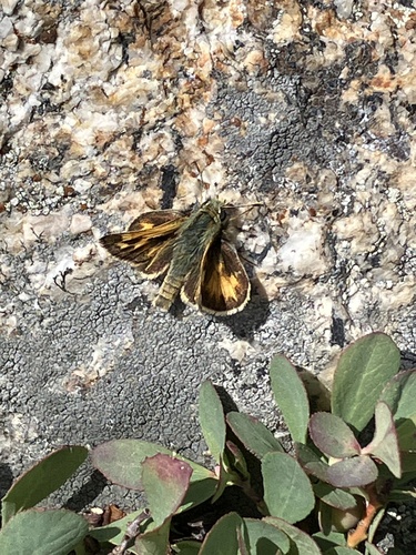 iNaturalist observation photo of Sandhill Skipper