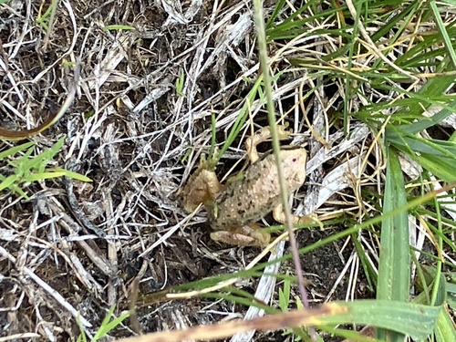 iNaturalist observation photo of Pacific chorus frog