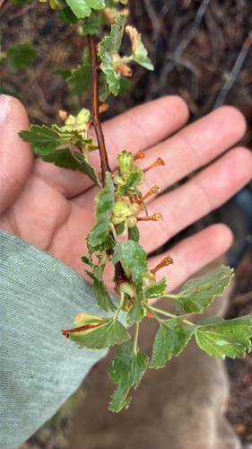 iNaturalist observation photo of wax currant