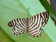 Hyphilaria thasus