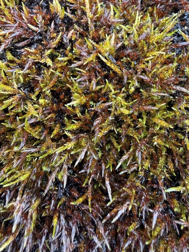 Sarmentypnum sarmentosum observed 2026-07-21