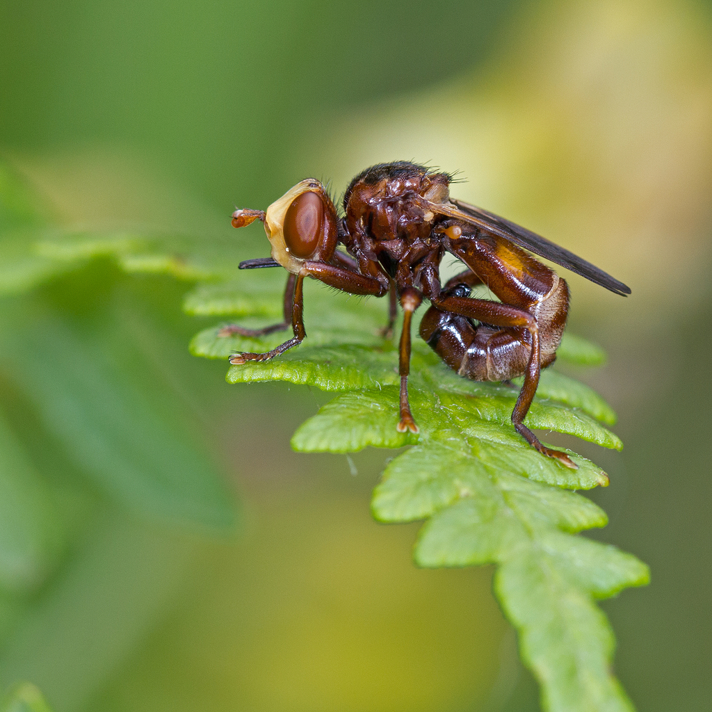 Ferruginous Bee-Grabber