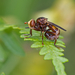 Sicus ferrugineus - Photo (c) Anne SORBES, μερικά δικαιώματα διατηρούνται (CC BY-NC-SA), uploaded by Anne Sorbes