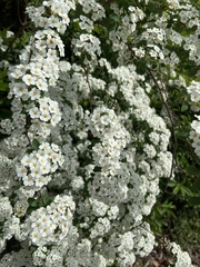 Spiraea × vanhouttei