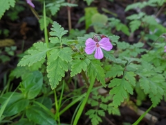 Geranium robertianum