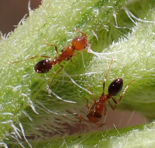 Southern Fire Ant