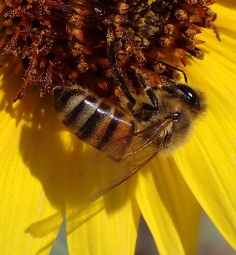Western Honey Bee