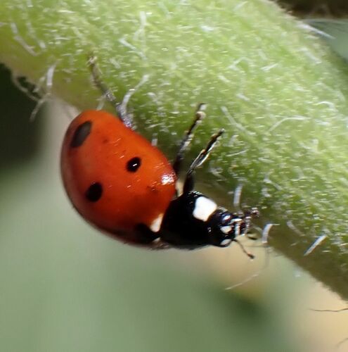 Seven-spotted Lady Beetle