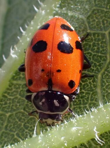 Convergent Lady Beetle