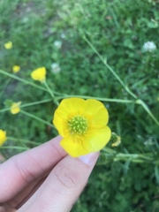 Ranunculus