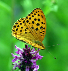 Argynnis laodice