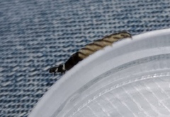 Helcystogramma rufescens