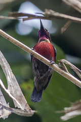 Leptocoma brasiliana