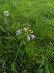 Cardamine pratensis