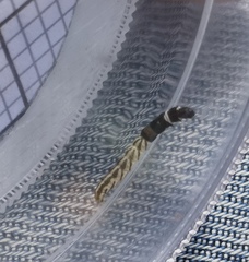 Helcystogramma rufescens