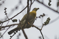 Treron phoenicopterus