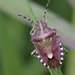 Dolycoris baccarum - Photo (c) Sarah Gregg, alguns direitos reservados (CC BY-NC-SA)