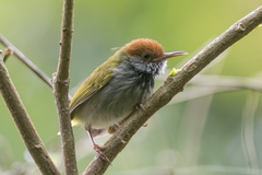 Orthotomus atrogularis