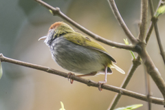 Orthotomus atrogularis