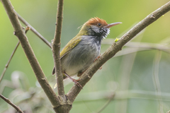 Orthotomus atrogularis