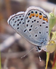 Icaricia lupini texanus