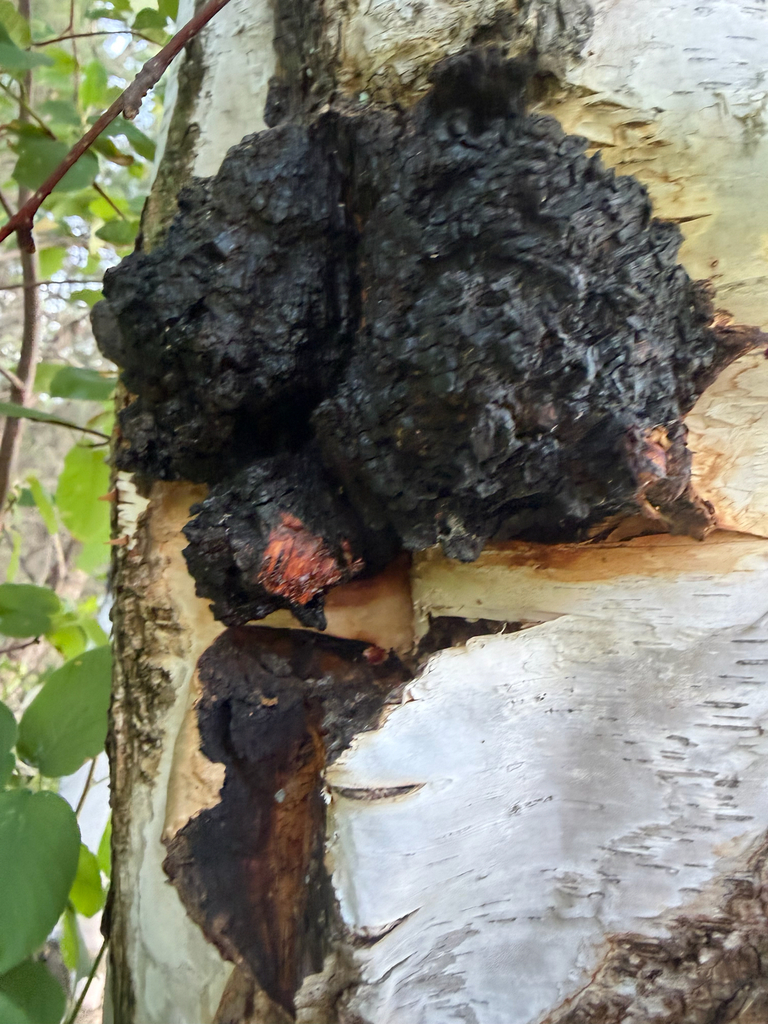 chaga · July 2026 · photo: Photo: (c) Jacob R, some rights reserved (CC BY) · iNaturalist