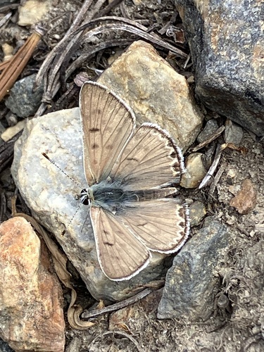 iNaturalist observation photo of Edith's Copper