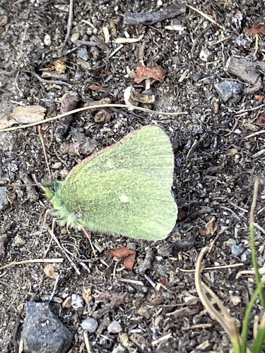 iNaturalist observation photo of Sierra Sulphur