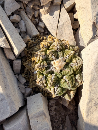 Chautle Livingrock