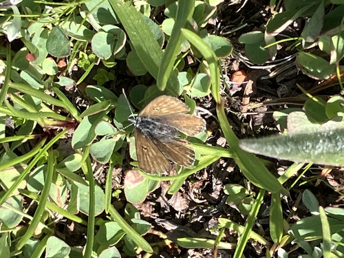 iNaturalist observation photo of Sierra Blue