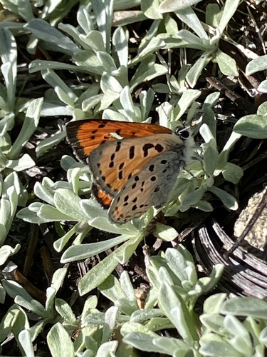 iNaturalist observation photo of Lustrous Copper