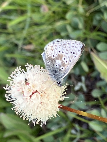 iNaturalist observation photo of Sierra Blue