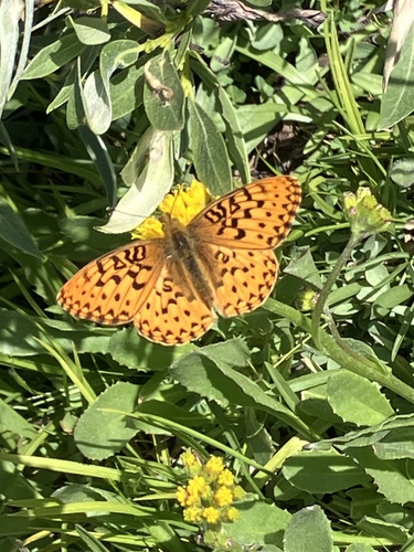iNaturalist observation photo of Greater Fritillaries