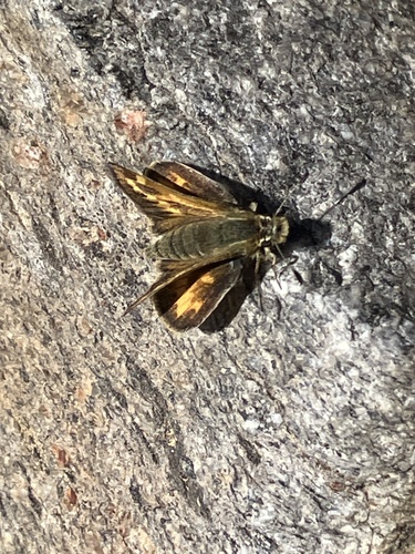 iNaturalist observation photo of Sandhill Skipper