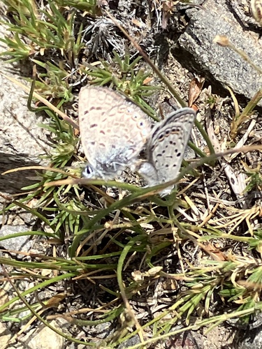 iNaturalist observation photo of Shasta Blue