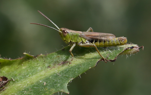 Pievinis skėriukas nuotrauka
