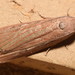 Coconut Spike Moth - Photo (c) Dianne Clarke, some rights reserved (CC BY-NC), uploaded by Dianne Clarke