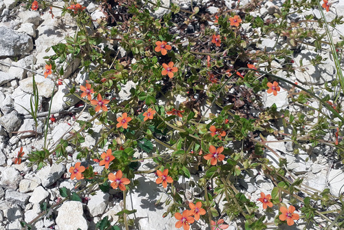 Lysimachia arvensis