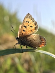 Lycaena phlaeas daimio