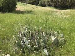 Opuntia basilaris brachyclada