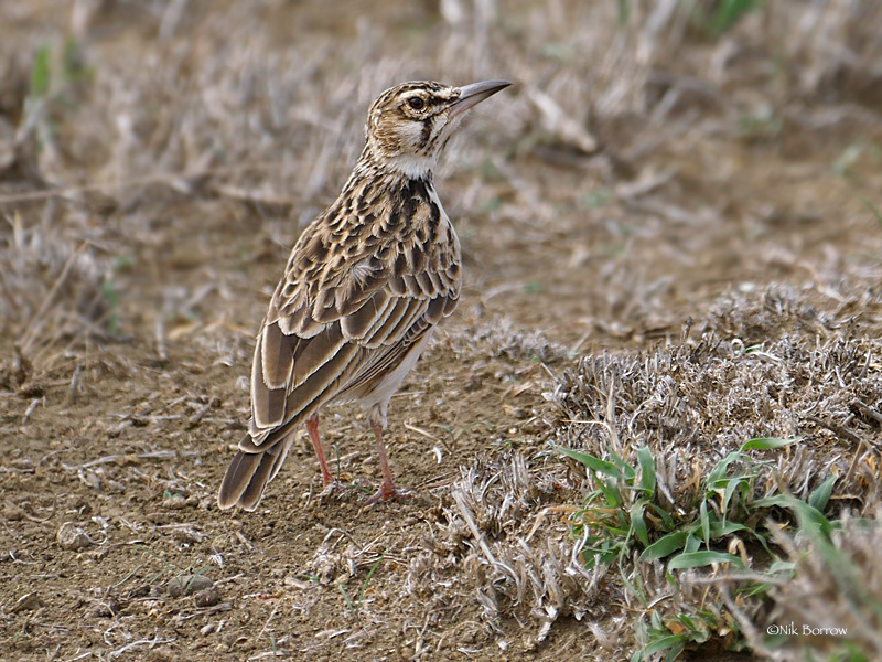 Short-tailed Lark photo
