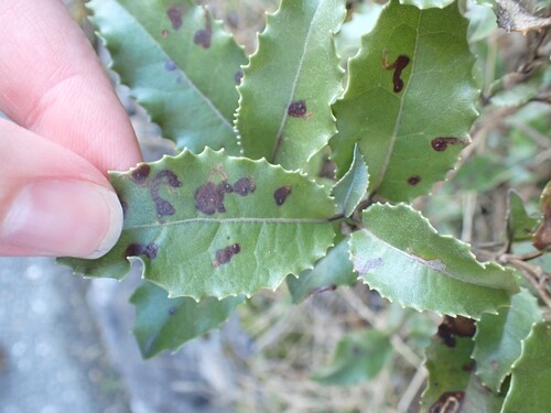 Olearia macrodonta observed 2026-07-01