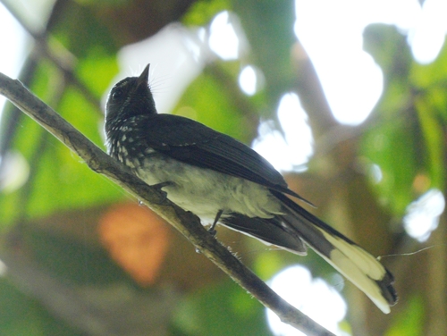 Rhipidura perlata observed 2026-07-18