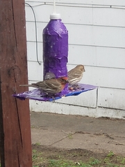 Haemorhous mexicanus