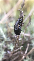 Arima marginata