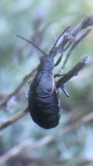 Arima marginata