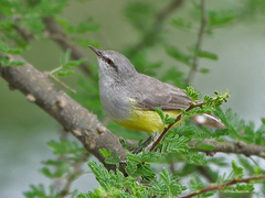 Eremomela icteropygialis